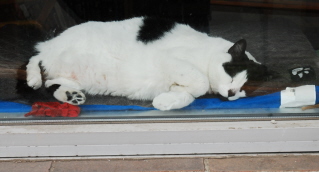 Cat in window sill