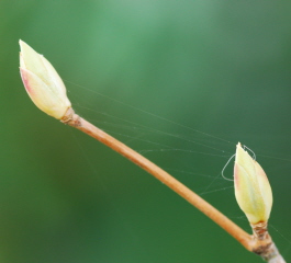 Web building on tree buds.