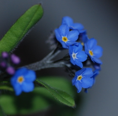 Blue Flower