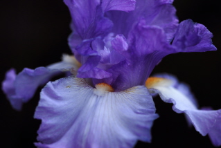 Purple Iris at Dusk