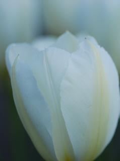White Tulip White Tulip