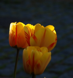Tulips at Dusk