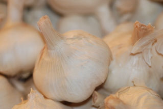 Garlic