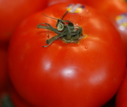Tomato Tomato