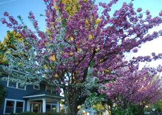 Cherry Tree-Portland, Or.