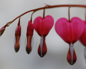 Heart-shaped Buds Heart-shaped Buds