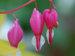 Bleeding Hearts
