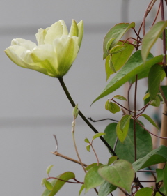 Clematis- side view