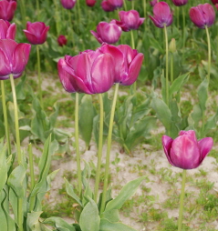Skagit Valley Tulips