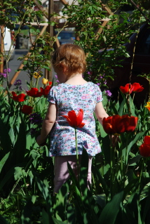 Chest High in Tulips Chest High in Tulips