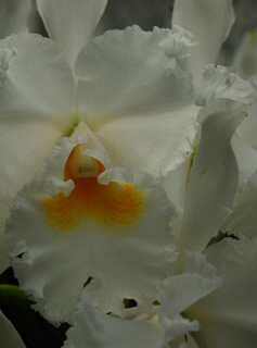 Volunteer Park Conservatory