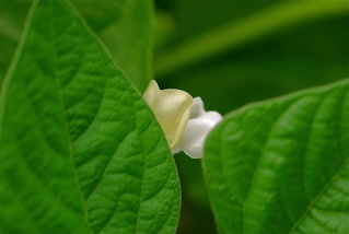 Bush Bean Flower