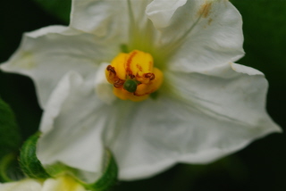 Flower from our yard