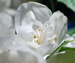 White Blossom