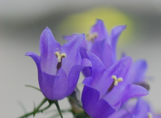 Campanula rotundifolia