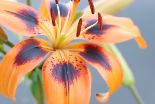 Tiger Lily