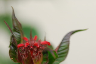 Flower in planter box