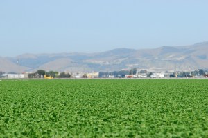Lettuce field