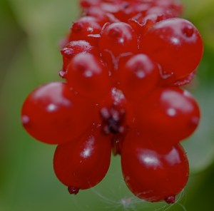 Berries