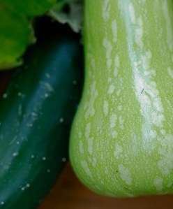 Cucumber & Squash