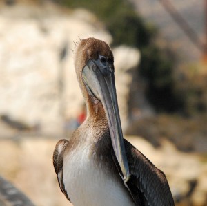 pelican