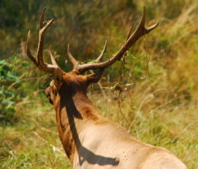 Elk