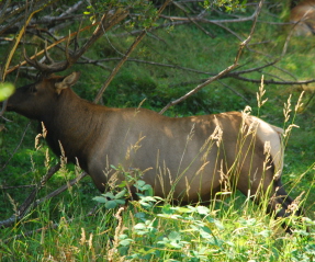 Elk