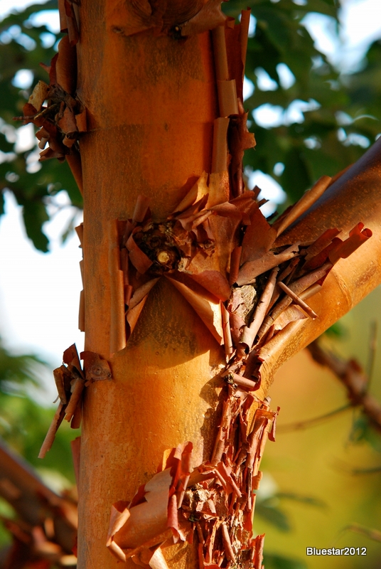Bark Peeling
