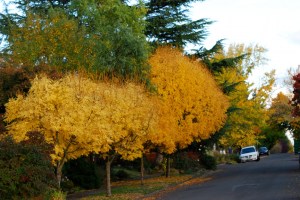 Fall in Sabin District