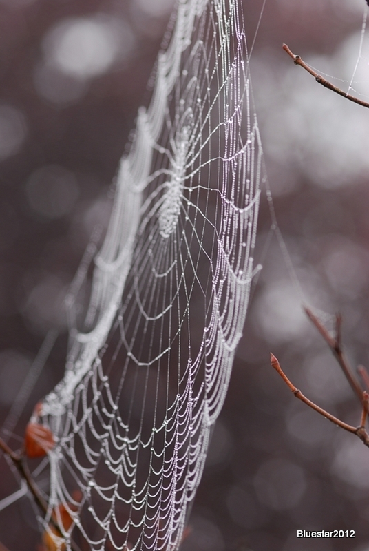 Spider web