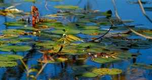 Lily Pads