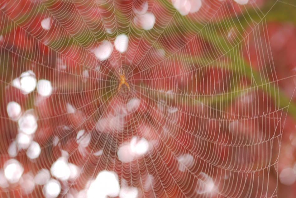 Spider Web