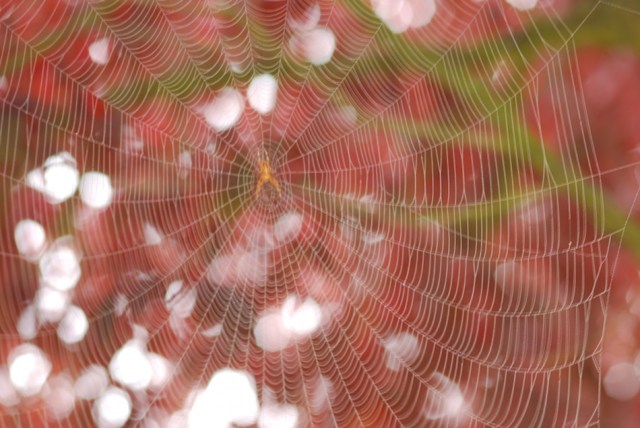 Spider Web