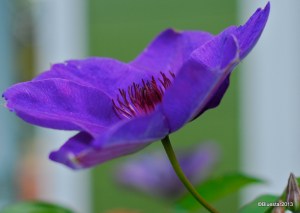 DSC_0069-001
