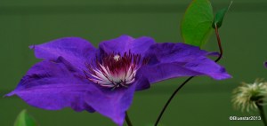 DSC_0071-001