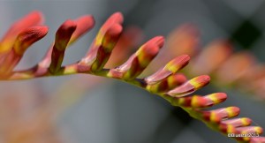 DSC_1538-001