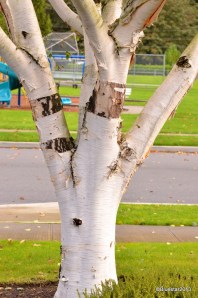 DSC_2806-001
