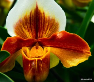 Volunteer Park Conservatory-2009165-001