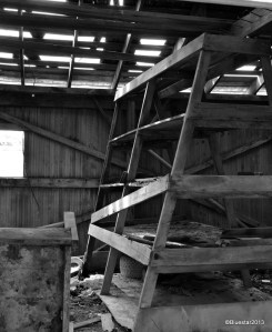 DSC_4218 - Version 2-001