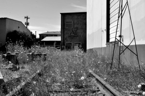 DSC_5110 - Version 2-001