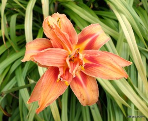 SAMSUNG CAMERA PICTURES