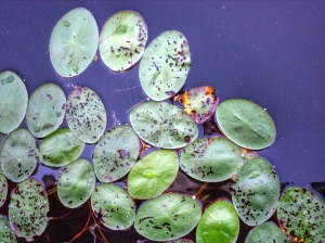 SAMSUNG CAMERA PICTURES