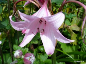 SAMSUNG CAMERA PICTURES