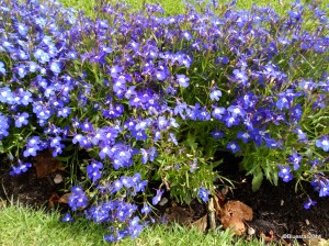 SAMSUNG CAMERA PICTURES