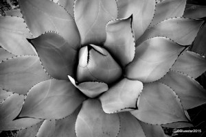 Volunteer Park Conservatory-2009043_2-001