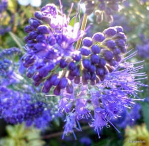 SAMSUNG CAMERA PICTURES