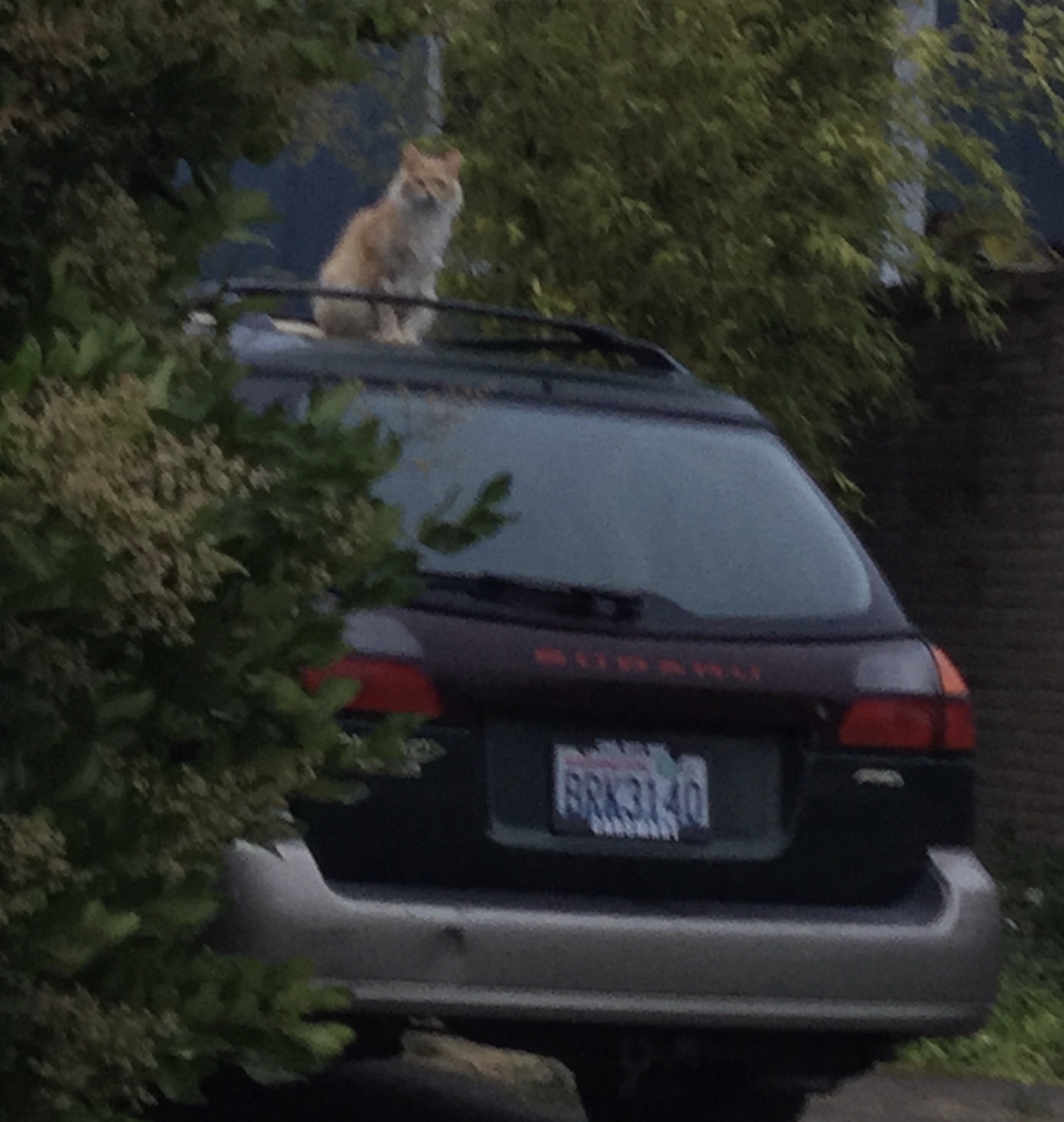 46BE5699-9B0C-481F-A5F1-C3AFE481F7C0_1_201_a