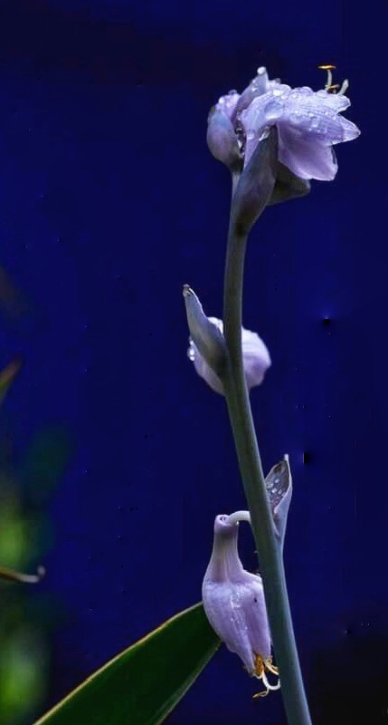 8BCFC5F9-C564-4F72-AC96-8E03BBF3E271_1_201_a