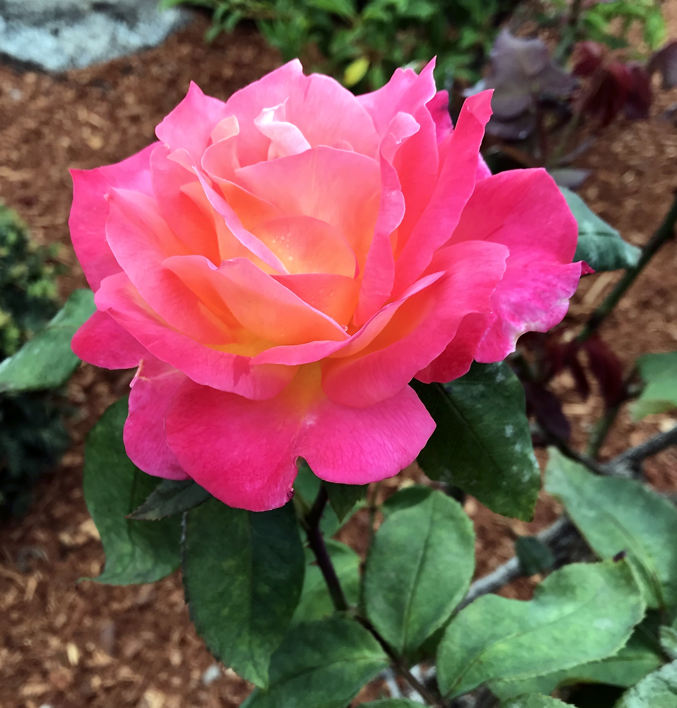 81FD4944-E2FA-4267-8122-E2C0F1CC8F09_1_201_a