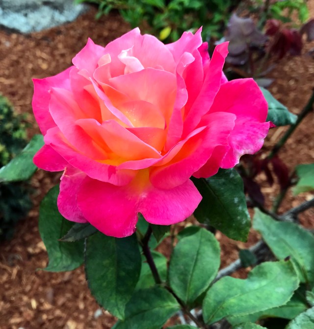 81FD4944-E2FA-4267-8122-E2C0F1CC8F09_1_201_a